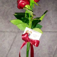 گل رز طبیعی