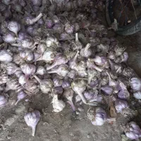 سیر محلی