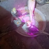 جوجه عروس هلندی تازه دونخور شده|پرنده|تهران, شاهد|دیوار