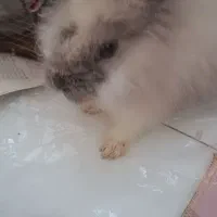 بچه خرگوش لوپی