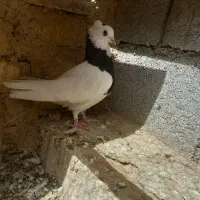 یک کبوتر طوقی