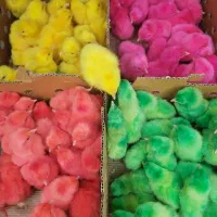 مجتمع جوجه رنگی محلی گوشتی اردک بوقلمون