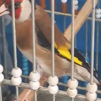 سهره قناری و سهره کلکسیونی