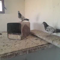کبوتر پرشی