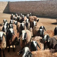 گوسفند اصلاح شده شال تعداد 31 راس میش 1 راس قوچ