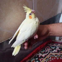 ۵ عدد جوجه سرلاکی عروس