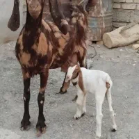 بز مری کل پلنگی شیری