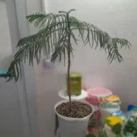 گل کاج مطبق (برگ سوزنی)