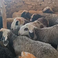 30 راس میش جوان سر حال