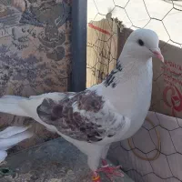 کبوتر نر