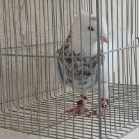 طوقی|پرنده|فارسان, |دیوار