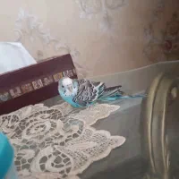 فروش مرغ عشق