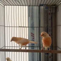 قناری جوجه رد فکتور