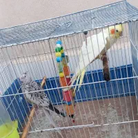عروس هلندی گمشده