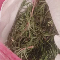 گیاه رز ماری