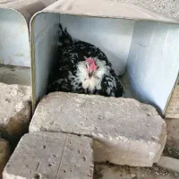 مرغ و خروس گلین