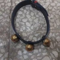 قورچه و کمربند سگ