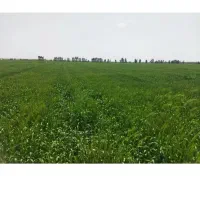 فروش زمین کشاورزی در روستای سیمین زاغه