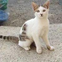 توله چهار ماهه