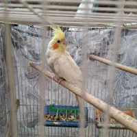 عروس هلندی باتخفیف