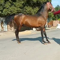 اسب