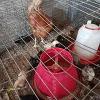 فروش مرغ خروس و جوجه