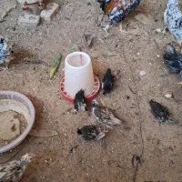 فروش مرغ گلین لری پرپا با جوجه ۵۰روزه