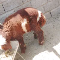 دو بره نر