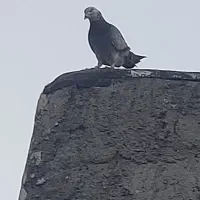 کبوتر