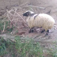 تعدادی گوسفند