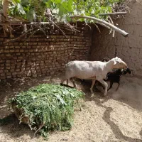 قوچ لاکن