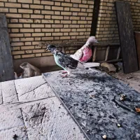 کبوتر