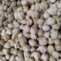 نخود گریت درجه یک بدون اشغال