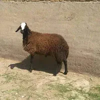 میش وبره شال اصیل فروشی