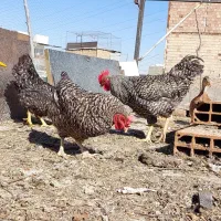 نیمچه مرغ محلی تخمگذار وگوشتی پولیموت راک آمروک