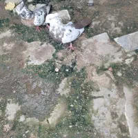 یک جفت کفتر