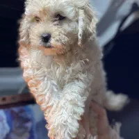 توله پودل سفید فقط 19م