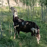 قوچ‌عتیقه