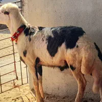 بره قوچ کار