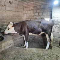 یک عدد گوساله ماده سمینتال