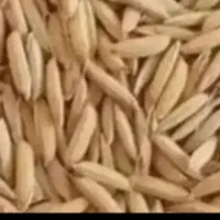 چلتیک برنج طارم هاشمی