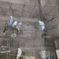 مرغ عشق طوطی برزیلی