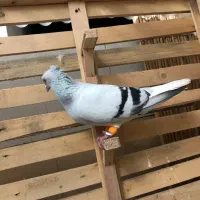 کبوتر طوقی سینه شامی دم سفید