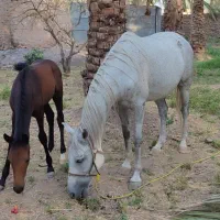 اسب|اسب و تجهیزات اسب‌سواری|بم, |دیوار