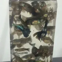 پک20عددی گوپی شامل سوپرمولدگاوی