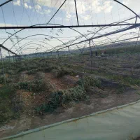 اجاره گلخانع