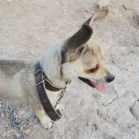واگزاری توله سگ نژاد شیواوا