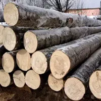 انواع درخت به صورت سرپا در باغ خریدارم