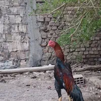 تخم مرغ لاری اوشامو