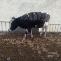 دوراس گوساله نر